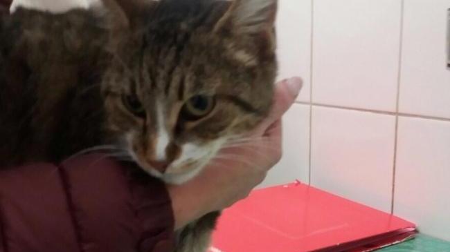 Non ce l’ha fatta la gatta ferita con una fucilata