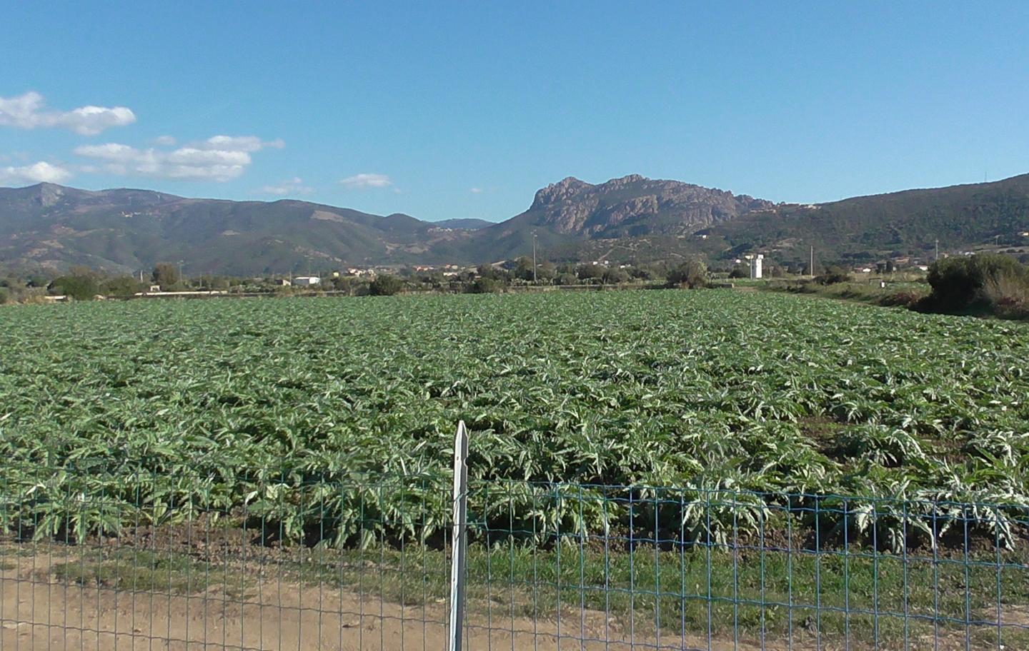 Carciofo spinoso sardo simbolo di successo
