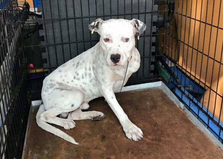 Il cane in gabbia dopo la cattura