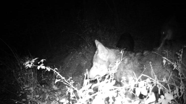 Un fotogramma del branco di lupi filmato a Bagni di Lucca