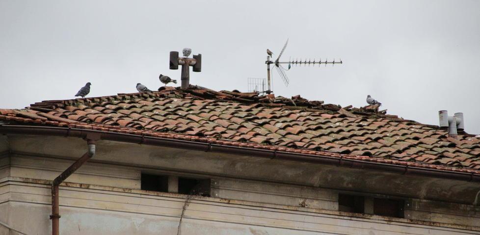 I piccioni occupano anche una casa «Aiuto, sono troppi» 