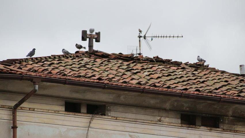 I piccioni occupano anche una casa «Aiuto, sono troppi»