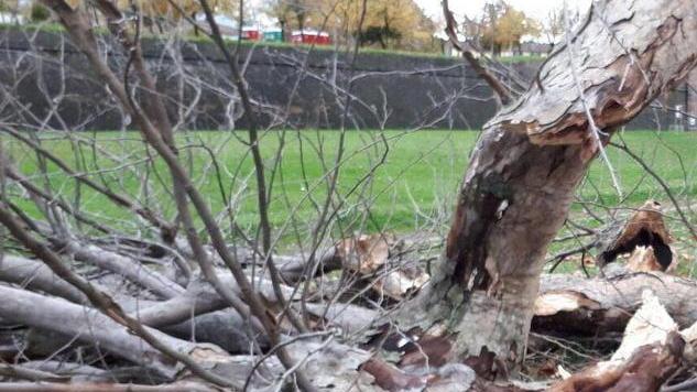 Momenti di paura sulla circonvallazione per un albero che crolla in viale Batoni