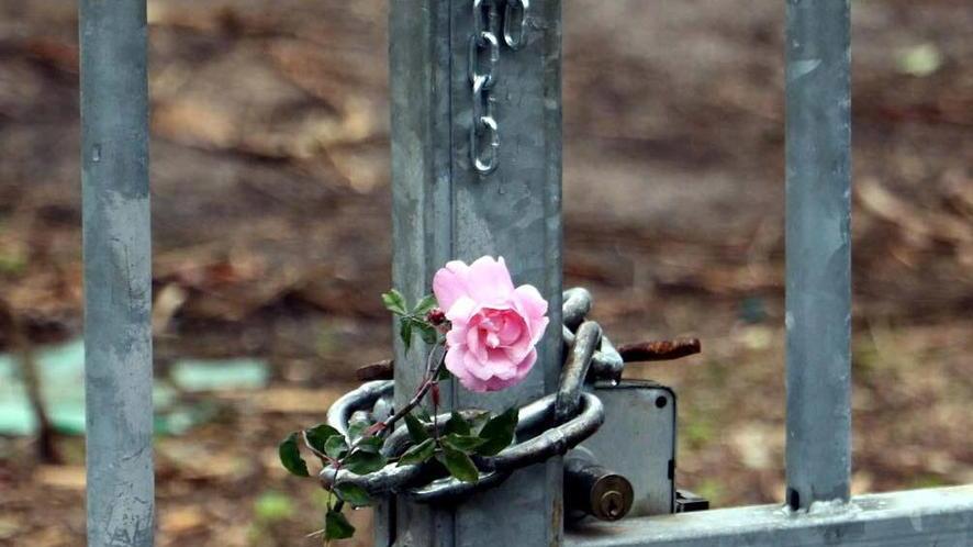 Una rosa messa sul cancello per ricordare la tragedia