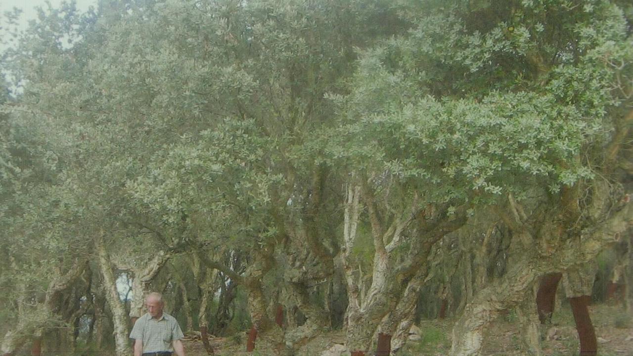 Patrimonio boschivo anche Alà dei Sardi otterrà i contributi