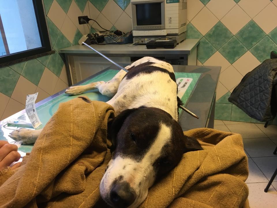Freccia al suo arrivo alla Clinica veterinaria Duemari