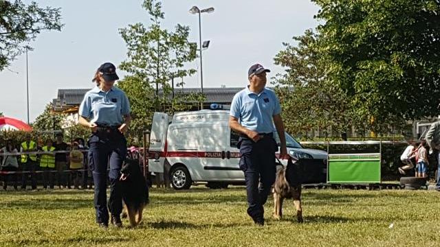 Akron e Devil, i due pastori tedeschi anti-droga della polizia municipale