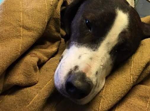 Cane infilzato dall’arpione da sub 