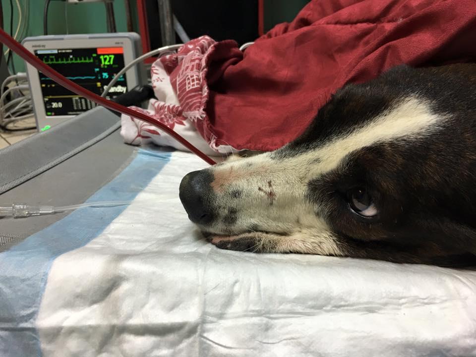 Freccia in un'immagine del profilo Fb della Clinica