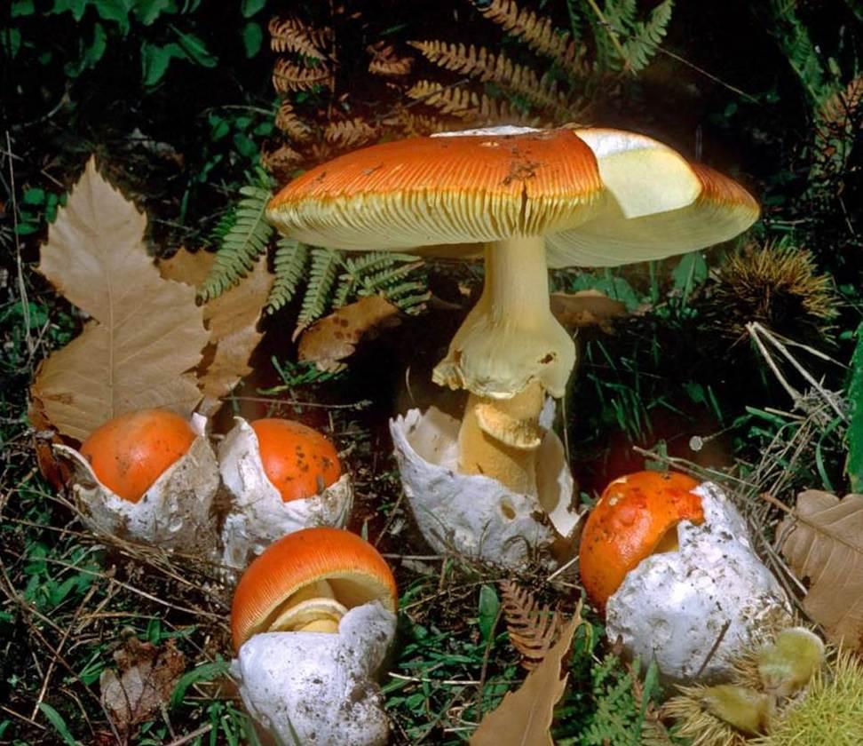 Da oggi Putifigari ospita la mostra micologica 