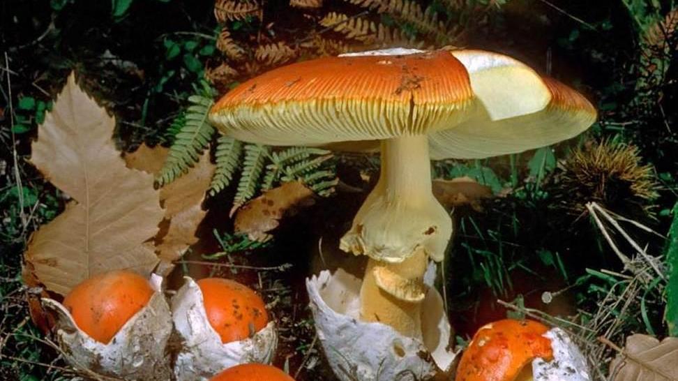 Da oggi Putifigari ospita la mostra micologica