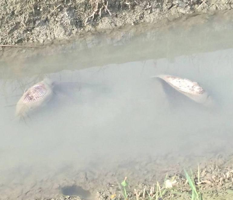 Carpi, decine di pesci morti in via Mulini 