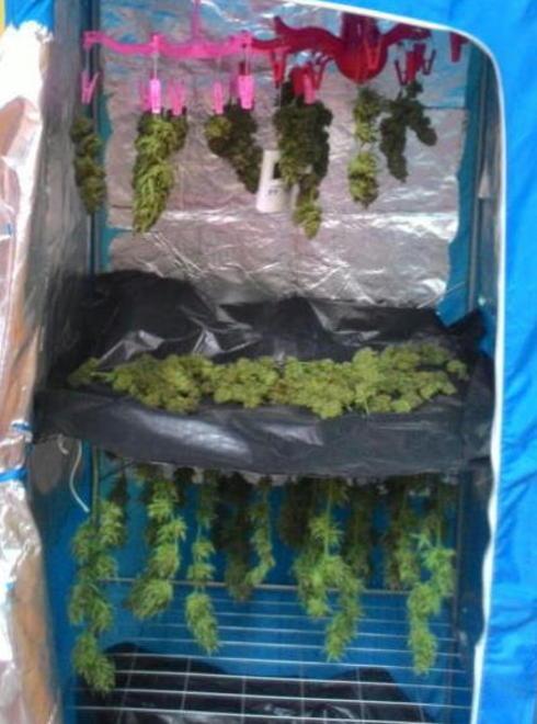 Coltivava marijuana nell’appartamento: giovane in manette 