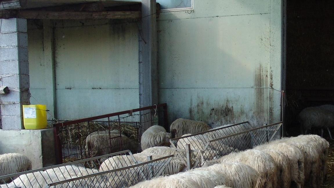 Aiuti agli allevamenti ovini, domande entro il 18 dicembre