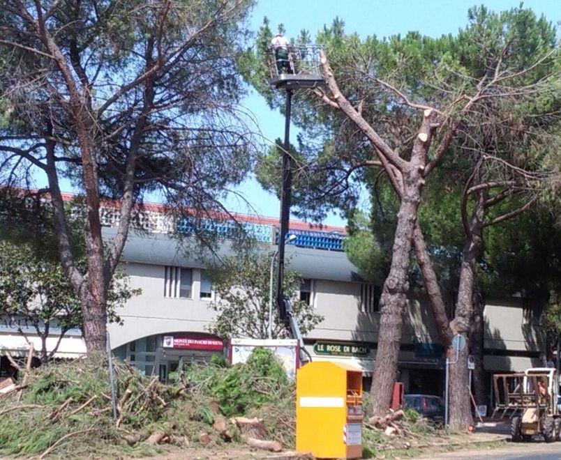 Nuovo taglio di pini in via Uranio Partono i lavori 