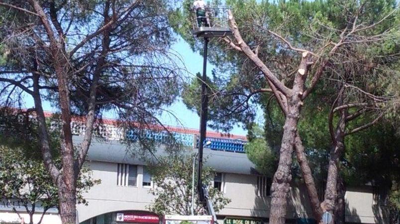 Nuovo taglio di pini in via Uranio Partono i lavori