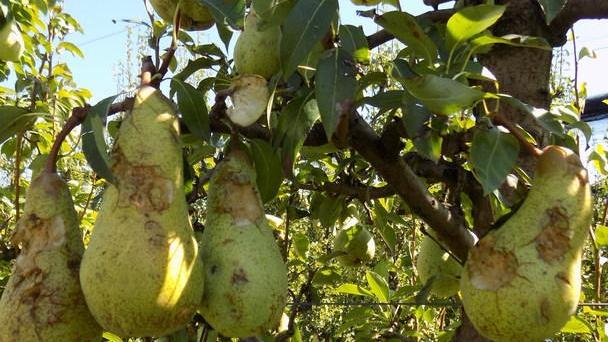 Calamità climatiche Gli strumenti per gestire il rischio