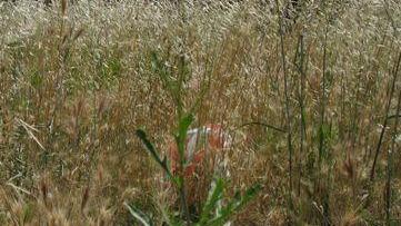 Campagne pulite, via al progetto per il benessere agricolo