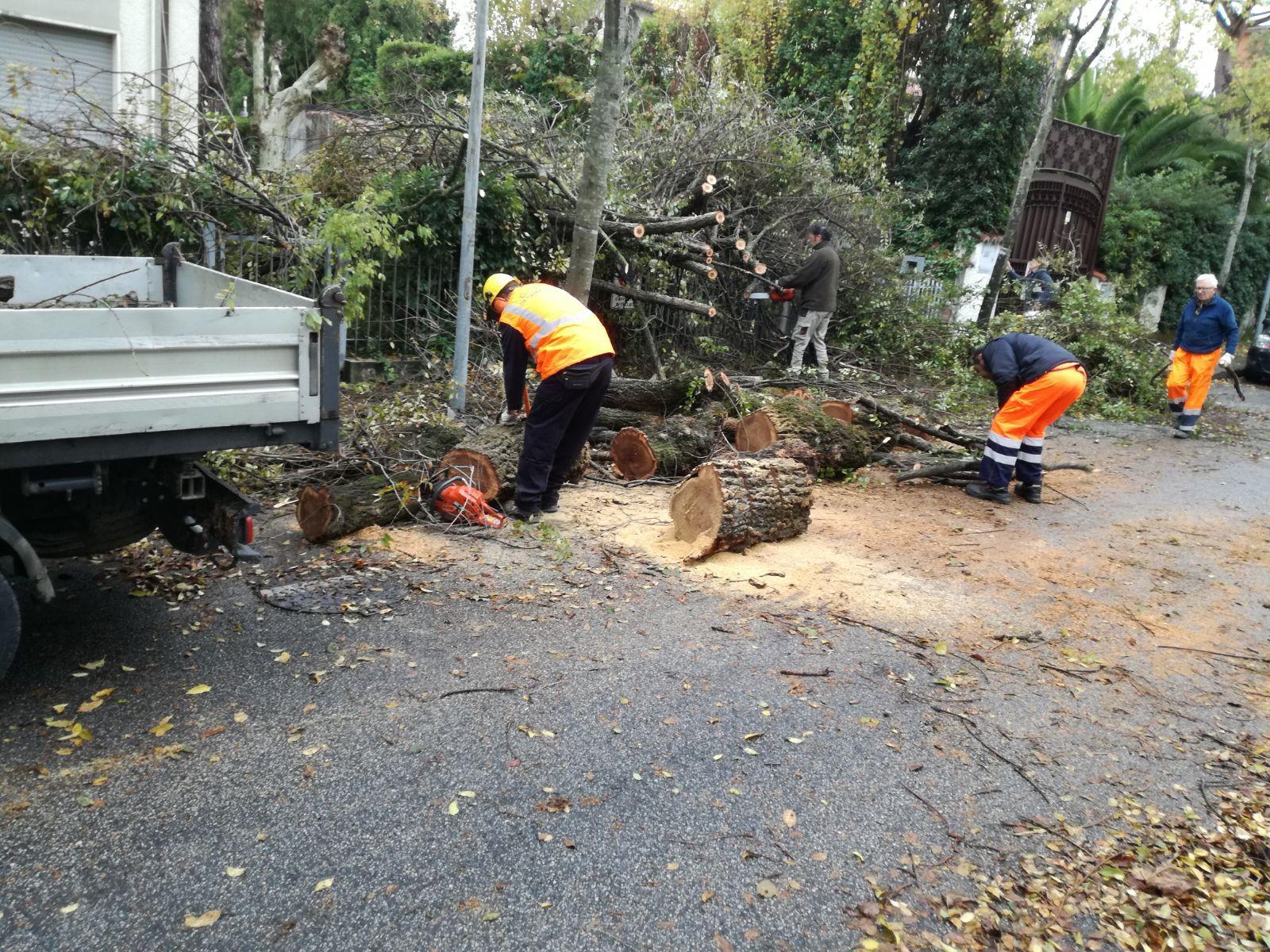 L'albero caduto in strada a Lido