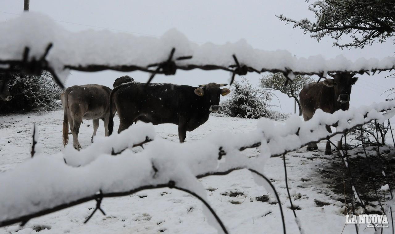 Emergenza maltempo, la Protezione civile: tutti i piani neve pronti entro l’anno 