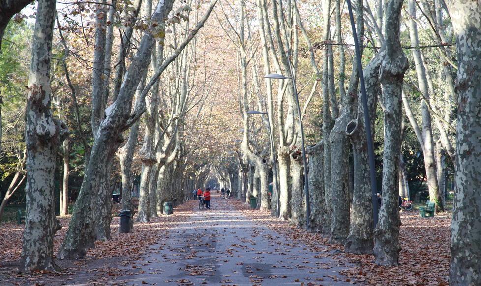 Morta dopo il malore in pineta 