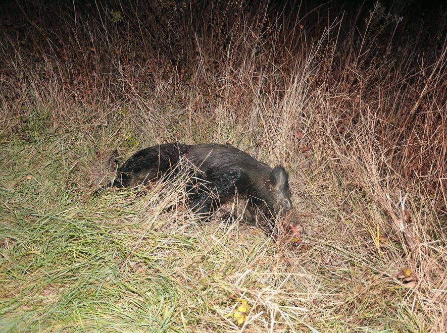 Finisce con l’auto contro un cinghiale 