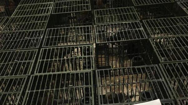 Animali maltrattati Due denunciati