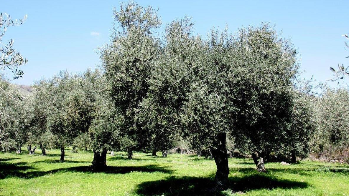 Corso per conoscere l’olio d’oliva 