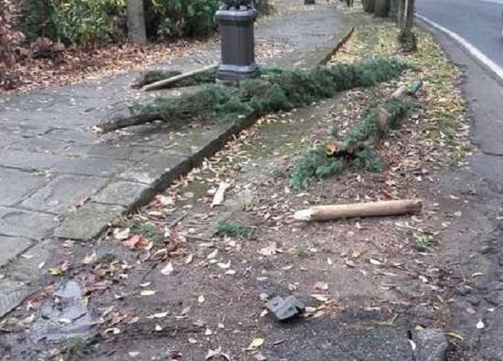 I cipressi distrutti (foto Ansa)