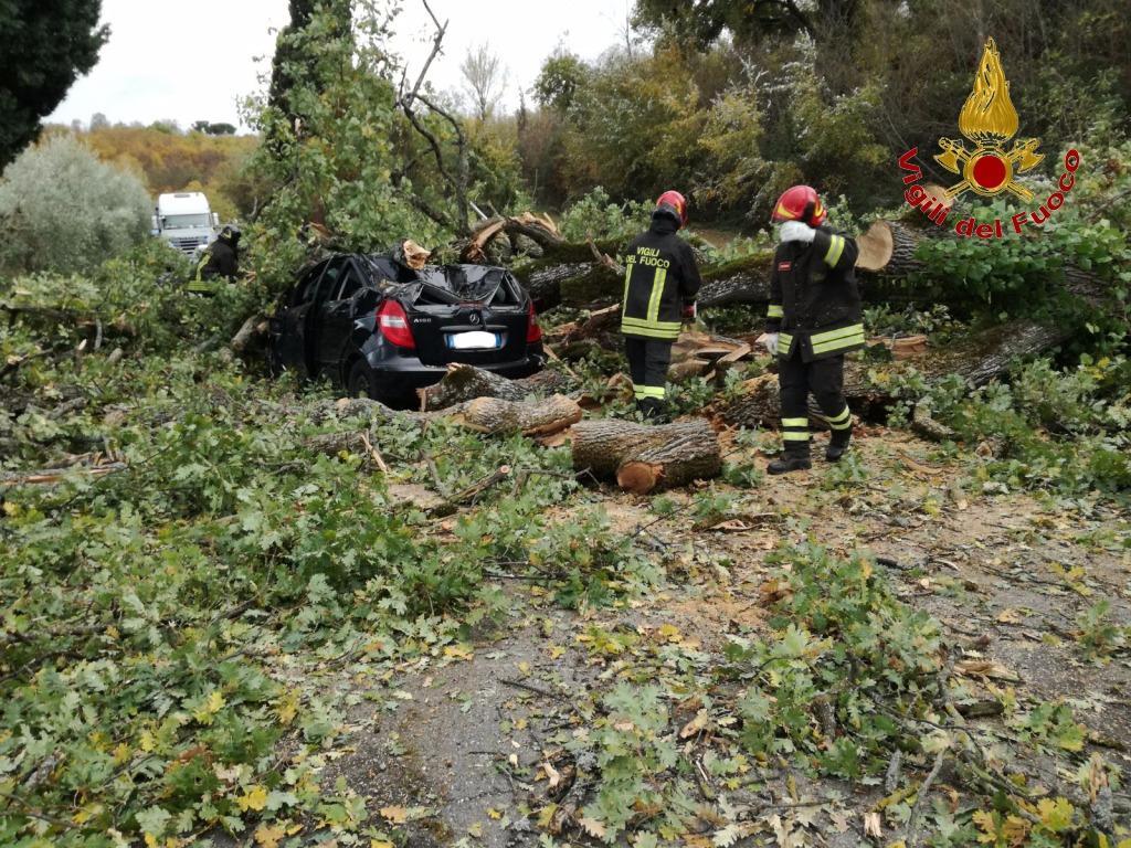 L'auto colpita dal crollo di un albero (foto vigili del fuoco)