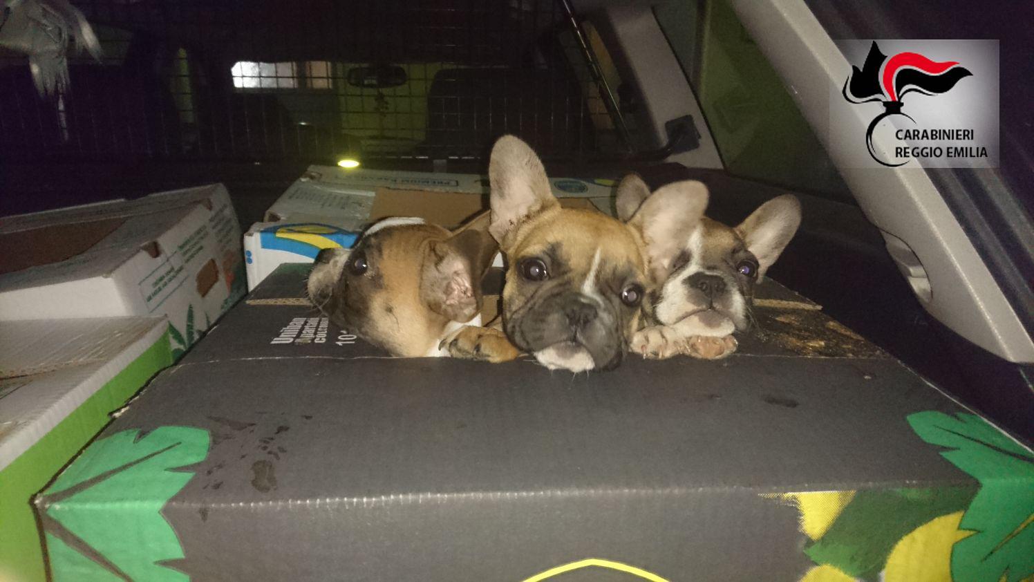 Per l’adozione dei 24 cuccioli salvati dai carabinieri si dovrà aspettare la confisca 