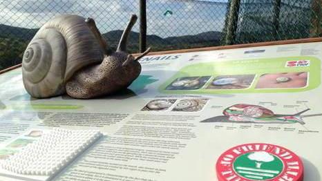 Due specie di chiocciole a rischio di estinzione