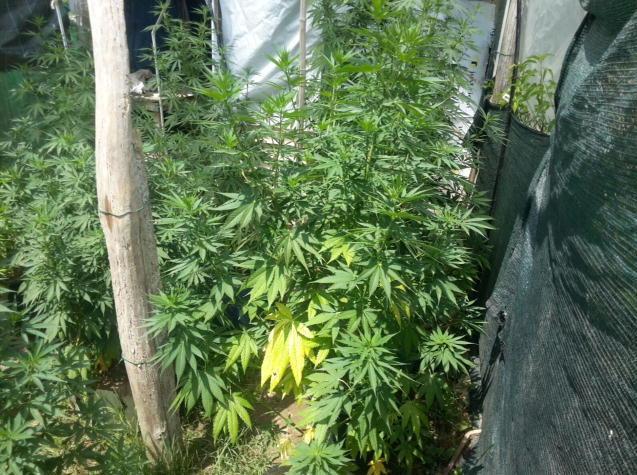 Coltivava marijuana, condannato a 40 mesi 