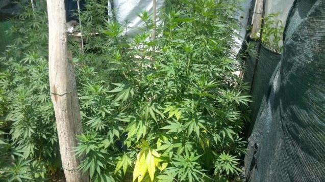 Coltivava marijuana, condannato a 40 mesi