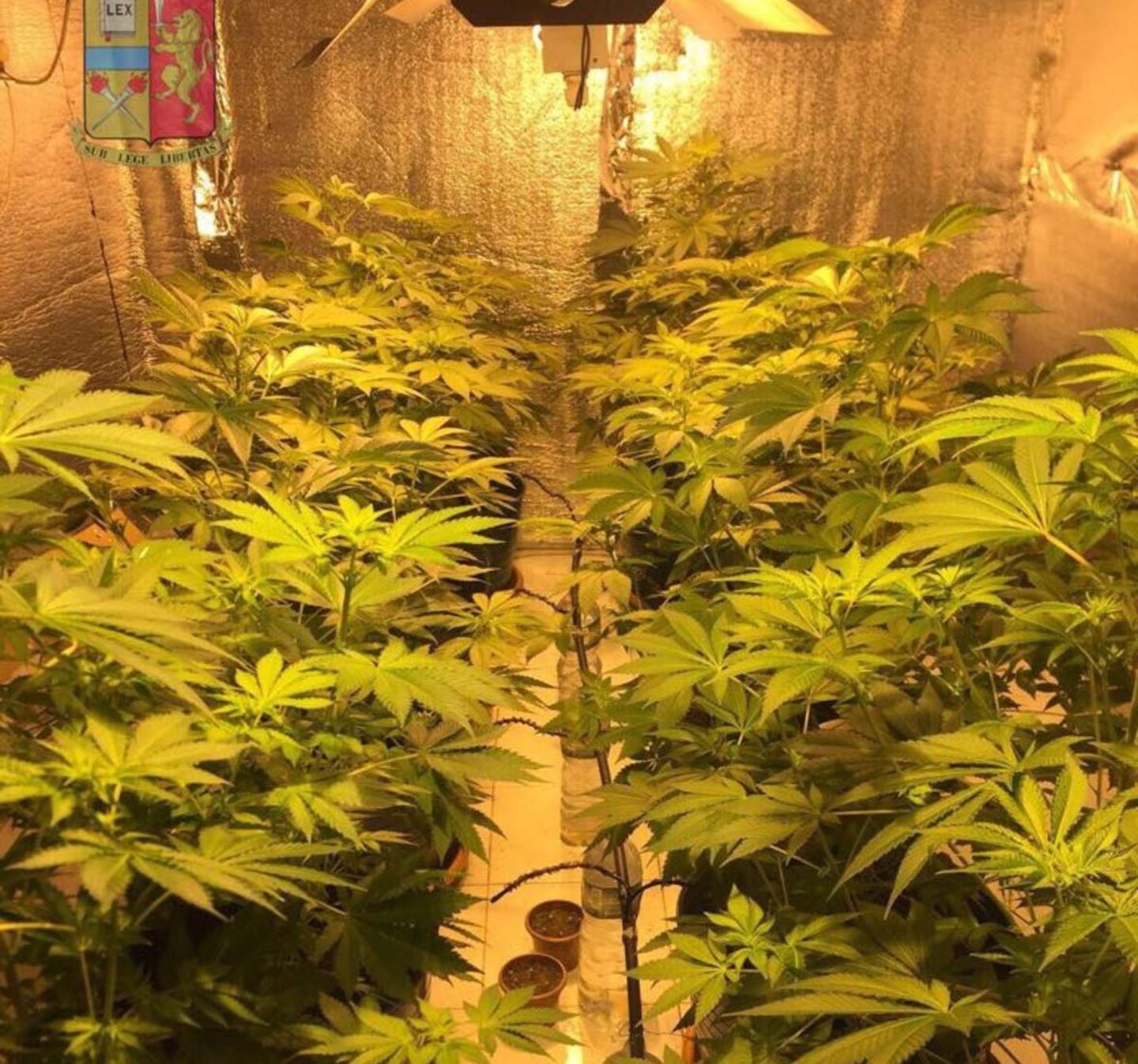 Serra di marijuana in casa: arrestato 