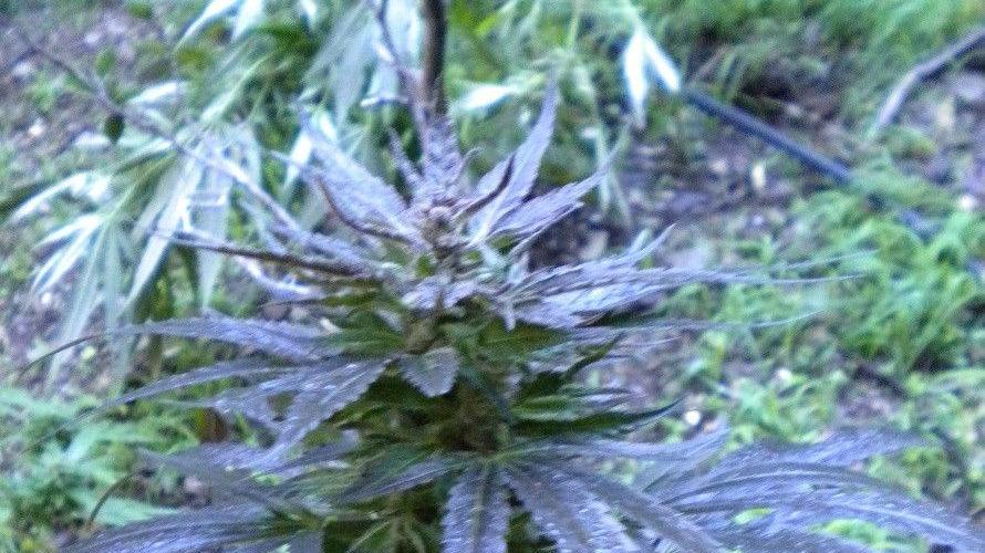 Una delle piante di cannabis sequestrate a Desulo