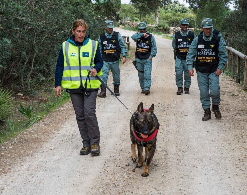 Uno dei cani antiveleno utilizzati dal Corpo forestale