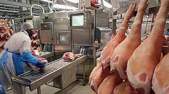 Castelnuovo: settore carni, ecco i nuovi schiavi Il lavoro offerto a prezzo di saldo