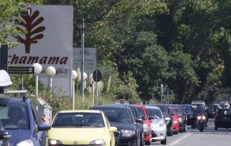 Daini in carreggiata sulla Pisorno 