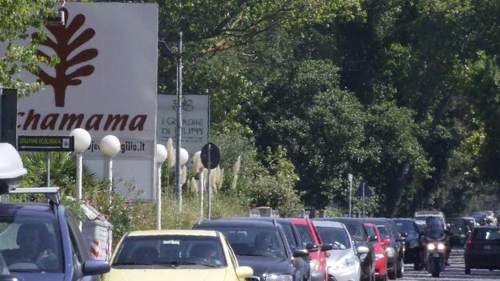 Daini in carreggiata sulla Pisorno