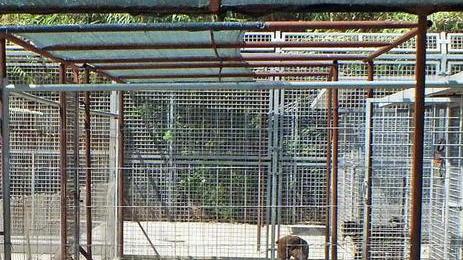 Affidati i lavori per la realizzazione del nuovo canile