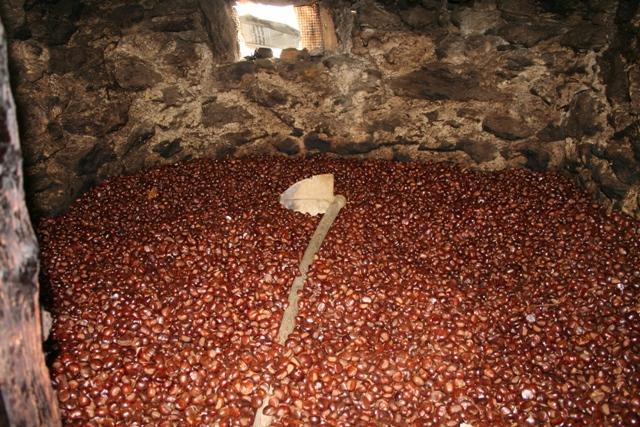 Castagne messe ad essiccare in un "cannicciaio"