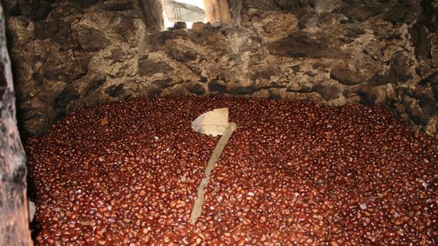 Castagne messe ad essiccare in un "cannicciaio"