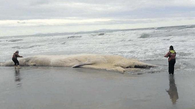 La balena spiaggiata a Platamona