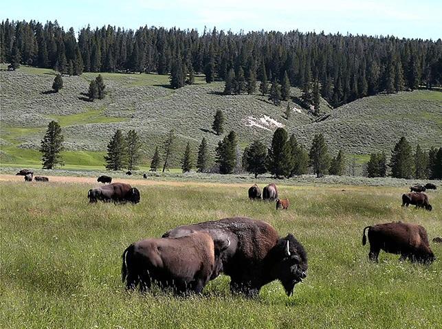 Bisonti, foto di Riccardo Cocchi