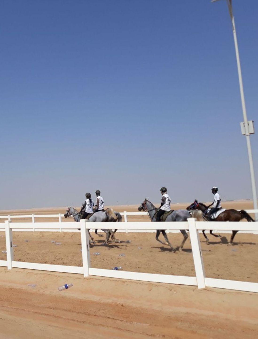 Cavalli, Arborea e il filo rosso che va a Abu Dhabi 