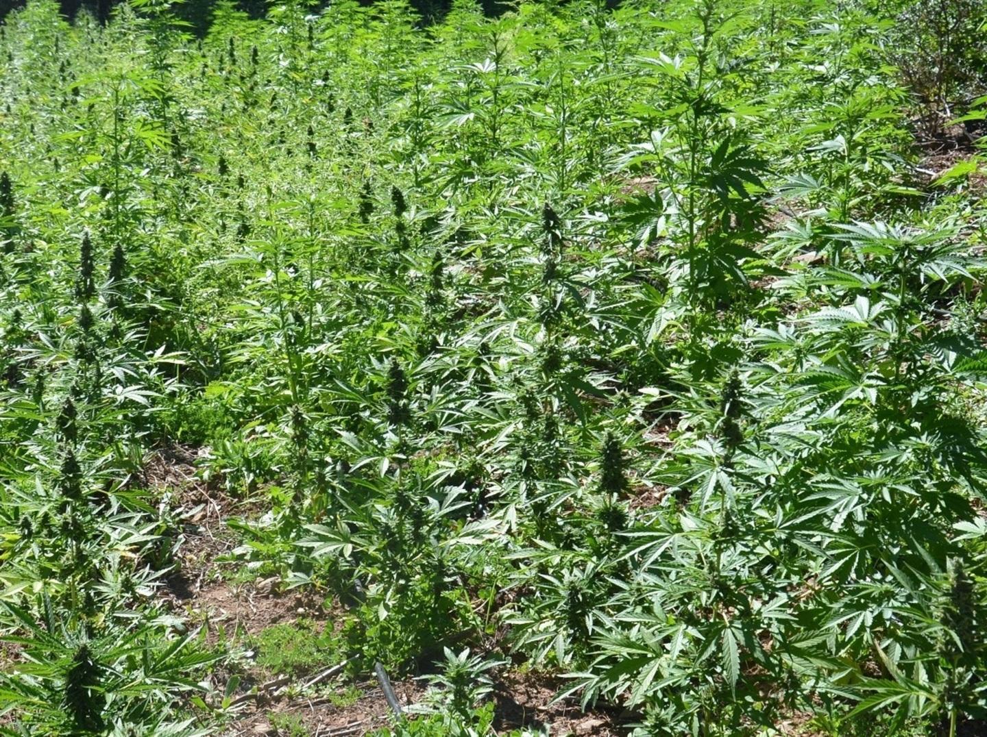 Scoperta piantagione di droga 
