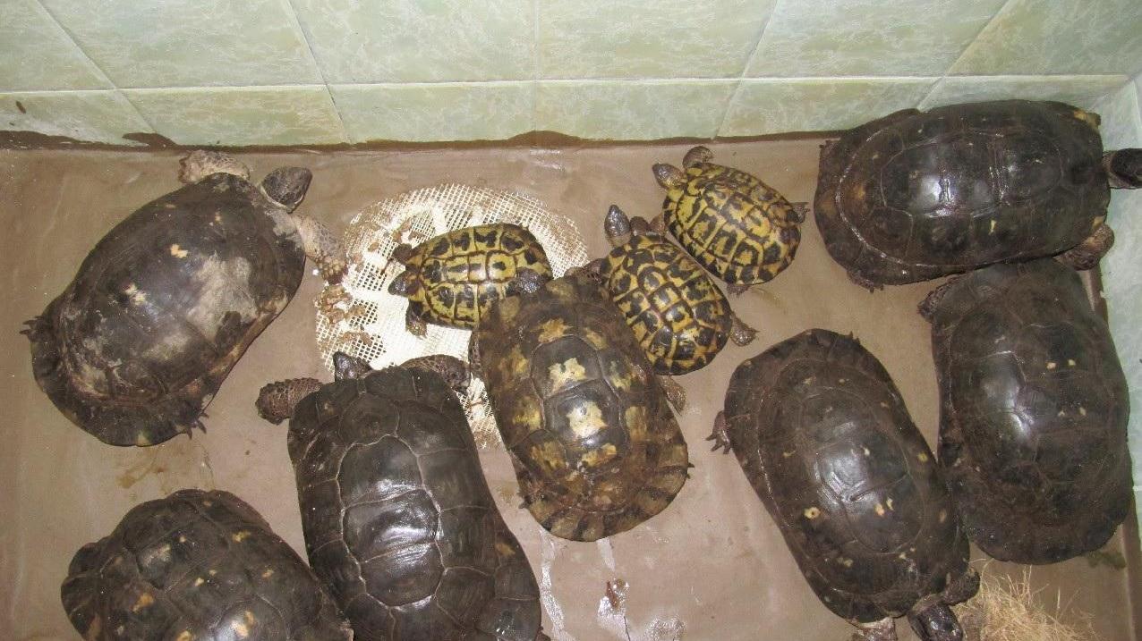 Dorgali, liberati sette esemplari di tartaruga “marginata”