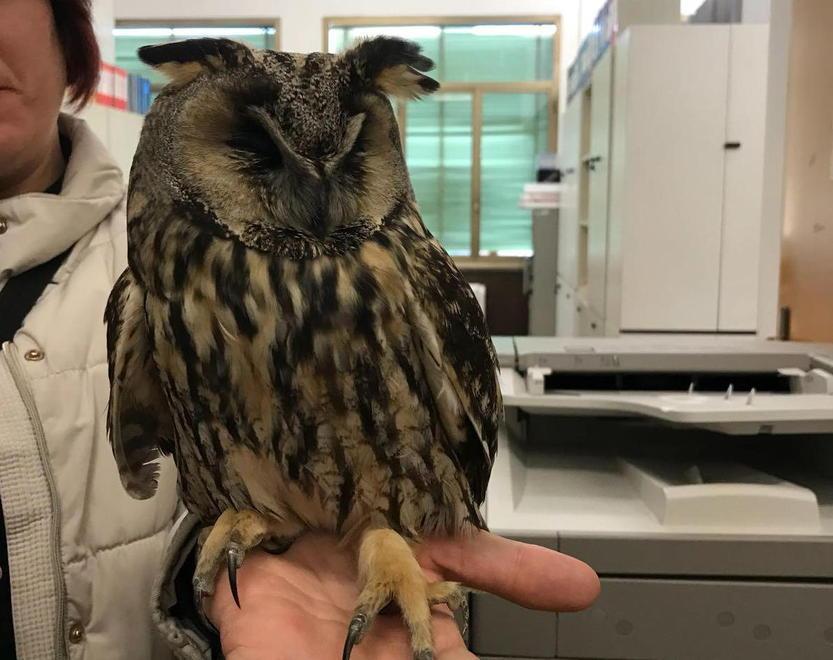 Il gufo trovato a Fucecchio 