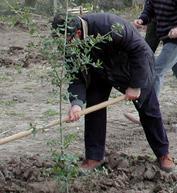 Bosa, ambiente e occupazione con la forestazione urbana